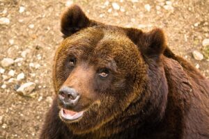 Aggredito da un’orsa viene salvato dal cane