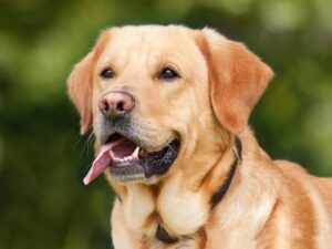 Avvelenano i cani in strada. Scatta la caccia ai colpevoli