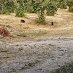 Piglio, cinghiali a ridosso del convento di san Lorenzo